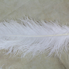 Male Ostrich Feathers