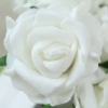 single rose from the bunch of white foam roses