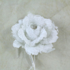 White Crinoline Rose