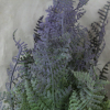 Lavender Fern Bush
