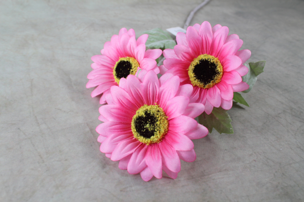 Pink Daisy Sunflower