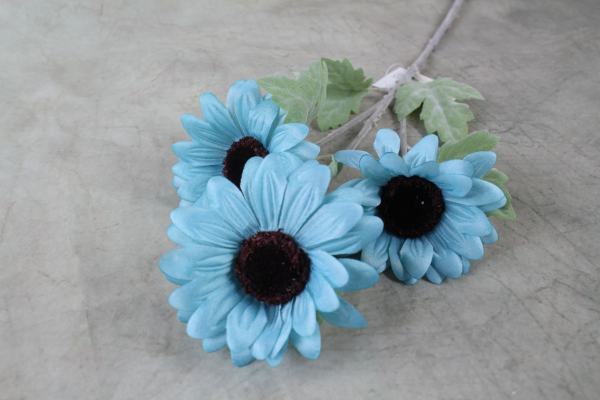 Turquoise Daisy Sunflower