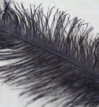 10-x-black-ostrich-feather-tails