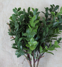 6-x-36cm-box-leaf-bush