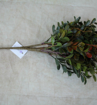 6-x-36cm-box-leaf-bush