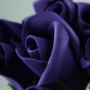 Foam Roses, Purple flowers.