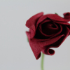 Single Burgundy Rolled Rose