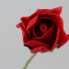 Single red Rose bud with next day delivery.