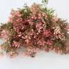 Pink Mini Wax Flower Bush