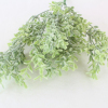 Frosted Thyme Bush