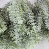 Frosted Thyme Bunch