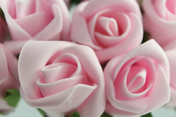 Baby Pink Foam Roses Bunches Of 12