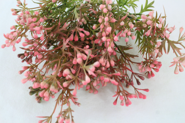 Pink Mini Wax Flower bush