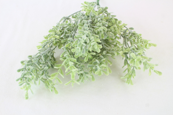 Frosted Thyme Bush